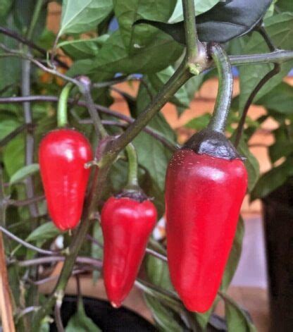 Ilustrácia rôznych druhov papriky - kápia, pálivá, chilli
