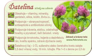 Botanická schéma ďateliny lúčnej zobrazujúca trojpočetné listy so svetlou škvrnou a guľovité kvetenstvo.