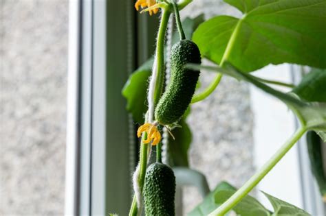 zdravé mladé priesady uhoriek pripravené na výsadbu