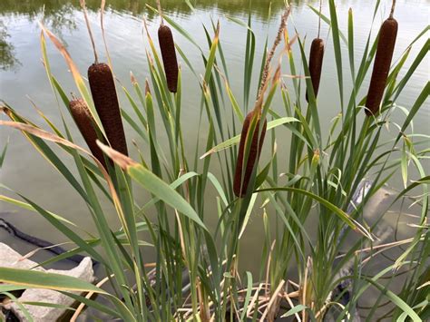 Detailná schéma stavby rastliny pálka širokolistá: podzemok, stonka, listy a súkvetie