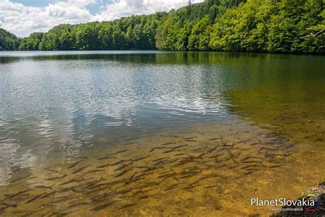 Fotografia prirodzeného porastu pálky na brehu jazera