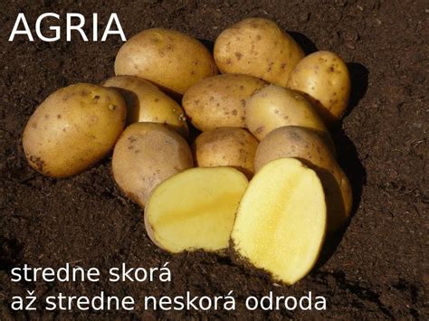 Schéma veľkosti a tvaru hľúz zemiakov odrody Agria