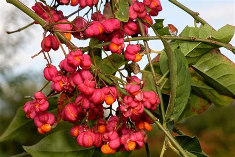 Fotografia kvitnúceho muchovníka s plodmi a jesenným sfarbením listov