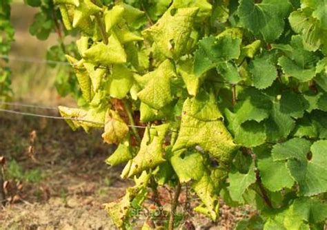 Typické príznaky poškodenia viniča glyfosátovými herbicídmi