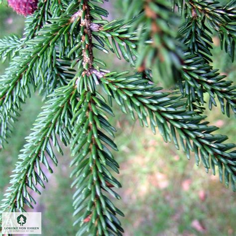 Detail ihlíc a šišiek smreka východného (Picea orientalis)
