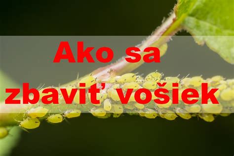 ilustrácia vošiek na liste rastliny