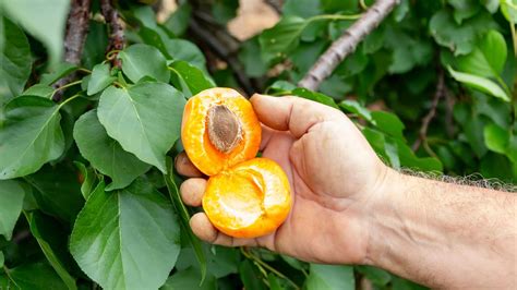 Ilustrácia genetickej rozmanitosti plodov marhúľ vypestovaných z kôstok