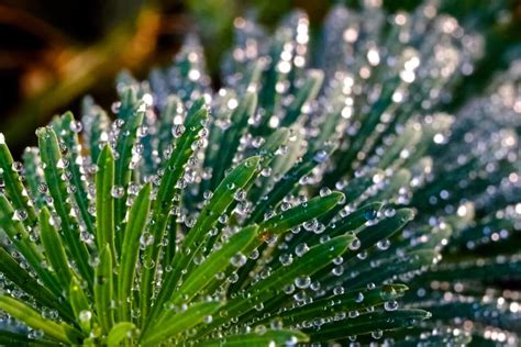 Makro záber na lepkavé kvapky na listoch orchidey