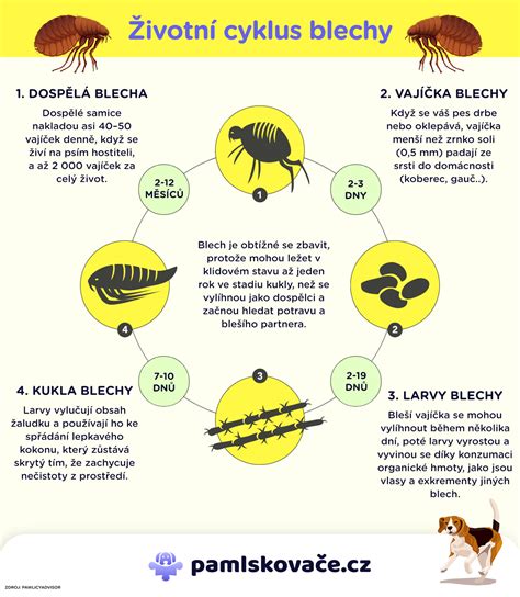Infografika najčastejších plesňových ochorení orchideí