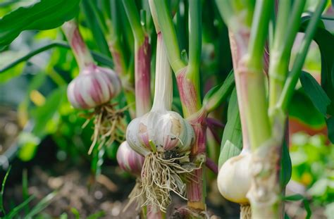 fotka uskladneného cesnaku v debničkách alebo zaveseného