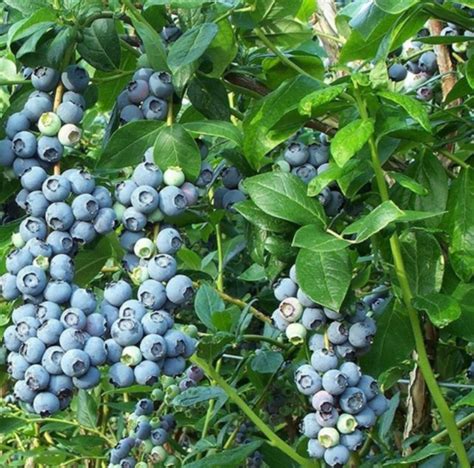 Fotografia kra čučoriedky 'Spartan' na jeseň