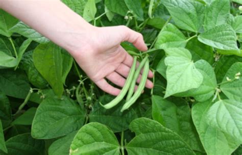 infografika s odporúčaným hnojením fazule počas vegetačného obdobia