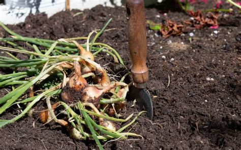 fotografia cibuliek v košíku pred zasypaním zemou