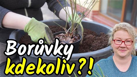 Infografika: Postup pri výsadbe do nádoby (drenáž, substrát, umiestnenie koreňového balu)
