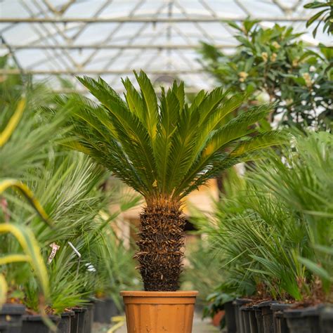 Detailný záber na dospelý Cycas revoluta s jeho charakteristickým kmeňom a vejárom tuhých tmavozelených listov