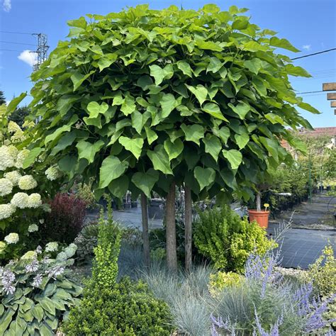 Tematické foto katalpy bignonioides 'Nana' s jej charakteristickou guľovitou korunou a listami