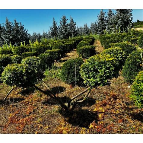 Schéma správnej výsadby stromu s koreňovým balom