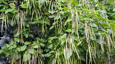 Schéma rezu na hlavu u katalpy