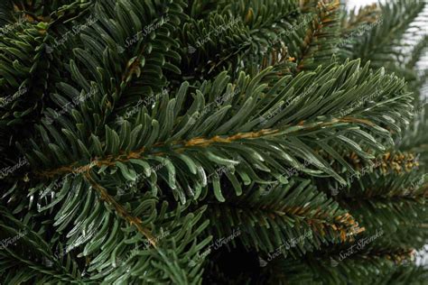 Fotografia: Detail kôry a mladých výhonkov jedle Nordmannovej