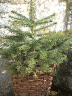 Fotografia: Jedľa Nordmannova v črepníku, ozdobená ako vianočný stromček