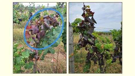 Infografika znázorňujúca správnu hĺbku výsadby viniča s vyznačením miesta štepenia