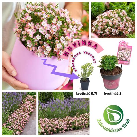 Schéma pestovania figovníka v kvetináči vs. voľnej pôde s vyznačením ideálnych stanovíšť a hĺbky výsadby