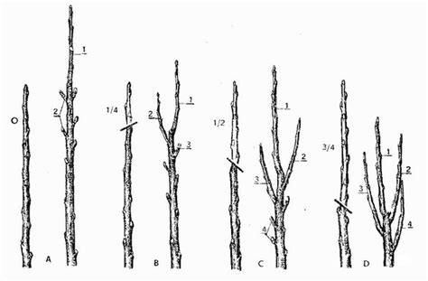 Infografika znázorňujúca postup rezu výhonkov v 1., 2. a 3. roku pestovania