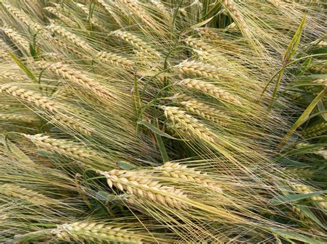 Zlatisté klasy zrelého jačmeňa