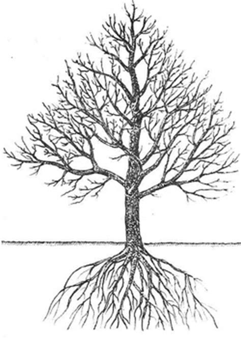 Schéma štruktúry jablone: koreňový systém, kmeň, kostrové konáre, rodivý obrast a koruna