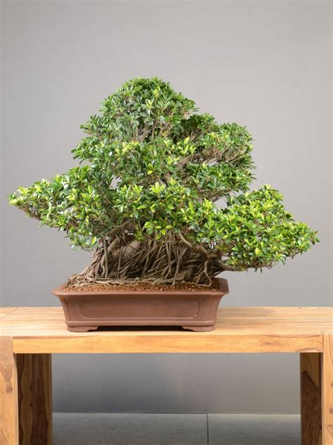 Detail listov a kmeňa bonsaja Ficus Retusa