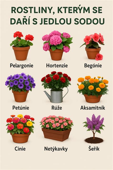 Schéma znázorňujúca anatómiu hľuznatej begónie s označením vegetačného vrcholu a koreňového systému