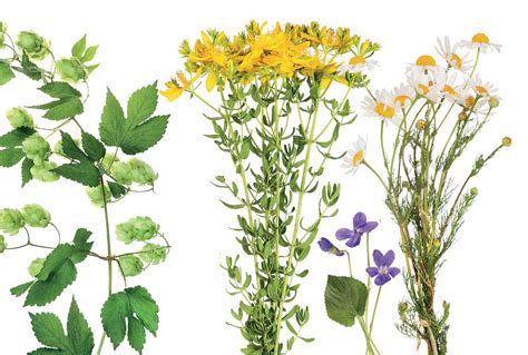 ilustračná fotografia s rôznymi druhmi liečivých bylín v prírode