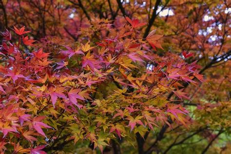 Tematické foto japonských javorov s rôznofarebným lístím