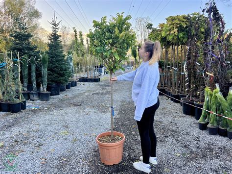 Tematická fotografia: Osoba merajúca obvod kmeňa stromu