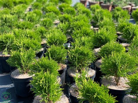 Schéma porovnania veľkosti dospelej rastliny Tuja 'Danica' v porovnaní s inými okrasnými kríkmi.