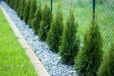 Infografika znázorňujúca správnu techniku mulčovania a výsadby tuje do pôdy.