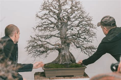 Schéma presádzania bonsaja s rezaním koreňov