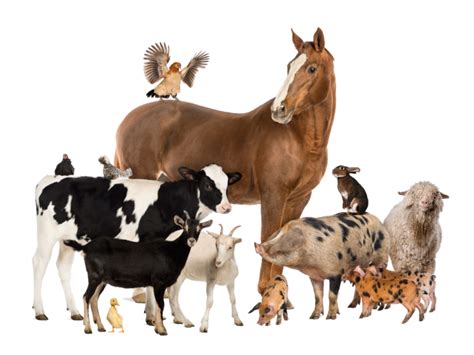 Infografika znázorňujúca rôzne hospodárske zvieratá a zdroje, ktoré poskytujú (napr. krava s ikonami mäsa, kože a mlieka).