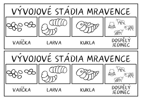 Infografika znázorňujúca vývojový cyklus žraloka bieleho v maternici