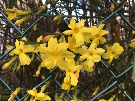 Záber na detail kvitnúceho jazmínu nahokvetého so zlatožltými kvetmi na bezlistých výhonkoch