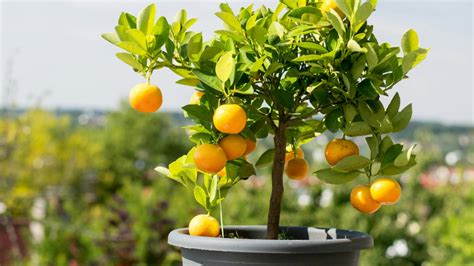 Zrelé mandarínky na strome v kvetináči