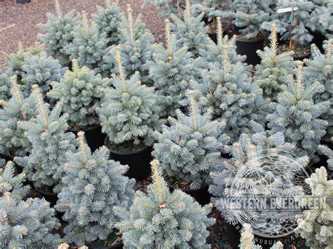 Koláž kultivarov jedle plstnatoplodej: 