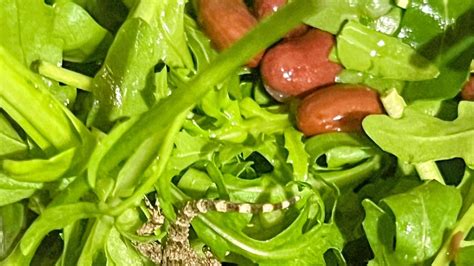 Tematické foto rukoly v šaláte