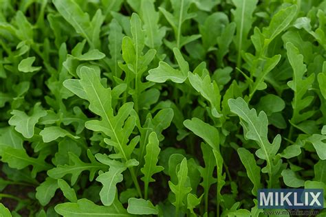 Foto zberu listov rukoly