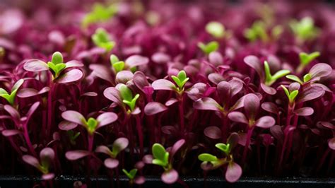 Detailné foto microgreens rukoly