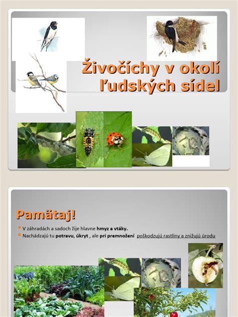 Infografika znázorňujúca koreňový systém pajaseňa a tvorbu výmladkov v okolí pňa