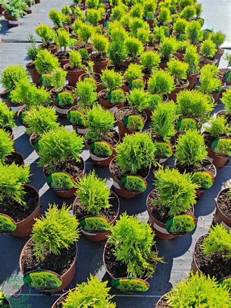 Tematické foto Cyprušteka Zlatý Wilma v záhrade alebo na terase