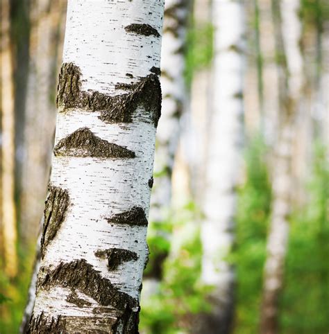 Detailná fotografia imitácie brezovej kôry vytvorenej pomocou silikónovej formičky