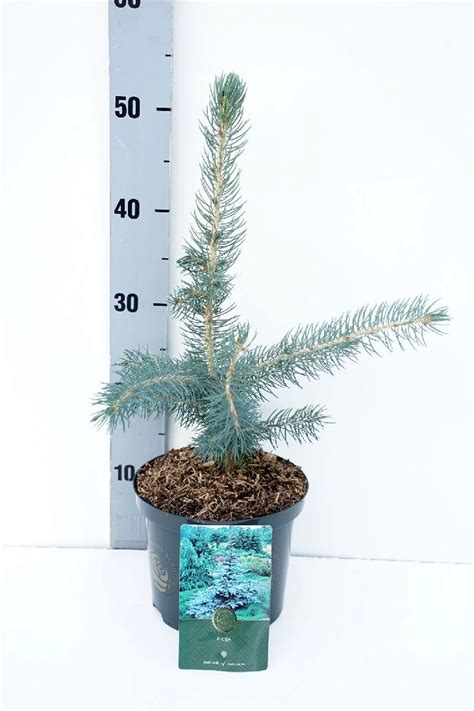 Fotografia smreka pichľavého 'Super Blue Seedlings'