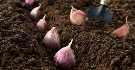 ilustrácia sadenia cesnaku s vyznačením hĺbky a rozostupov